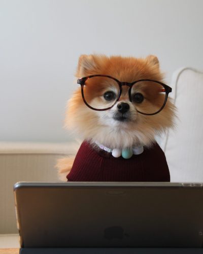 cookie-the-pom-siNDDi9RpVY-unsplash